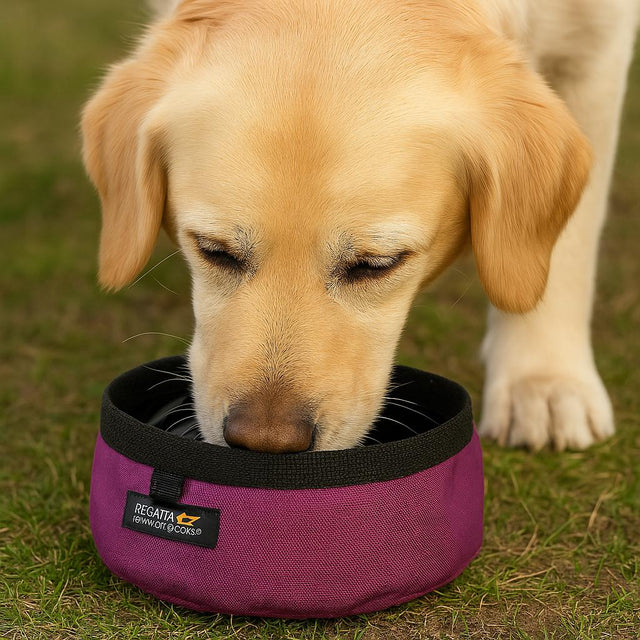 Regatta Packaway Dog Bowl